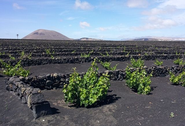 Lanzarote Weinberg