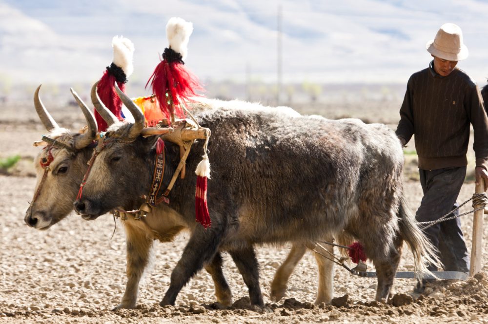 Gebeco - Heiliger Weg nach Tibet