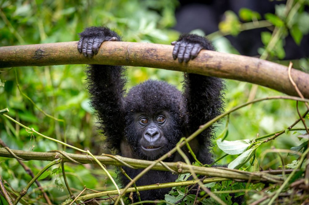 Reisen mit Sinnen - Juwel im Herzen Afrikas