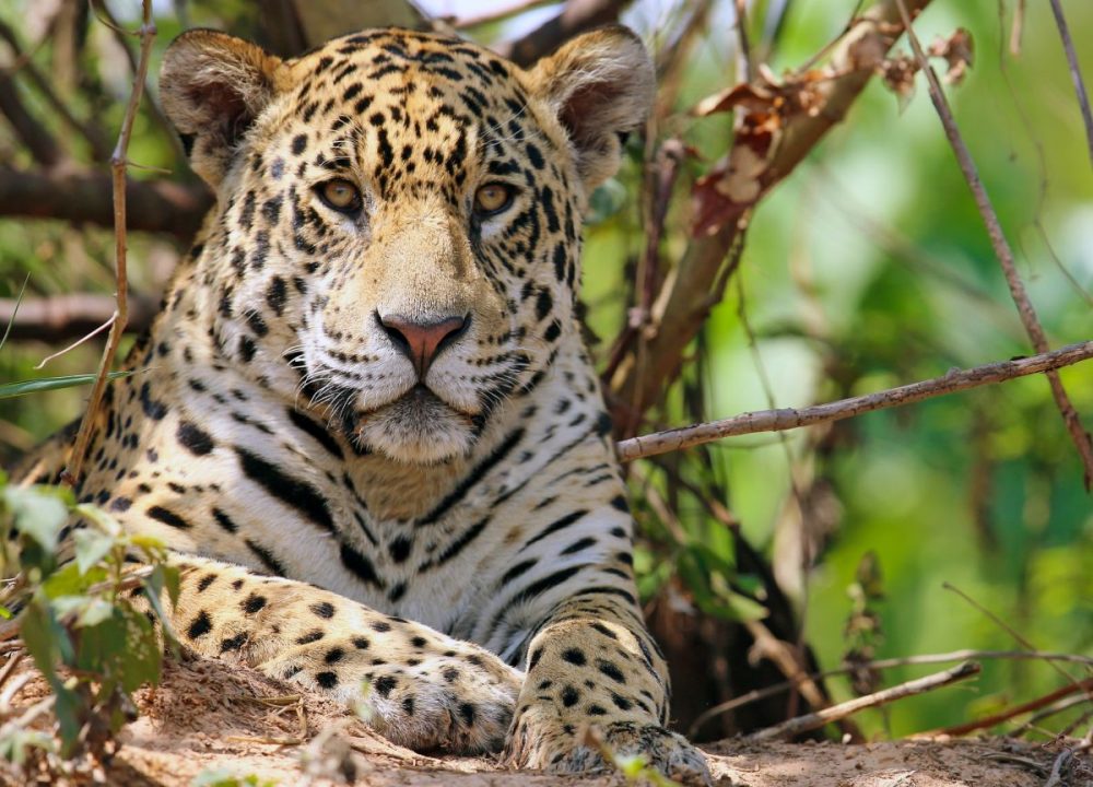 DIAMIR Erlebnisreisen - Guyana - Auf den Spuren von Jaguar, Kaiman und Ameisenbär