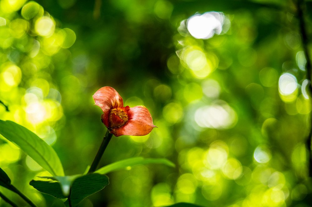 Gebeco - Auf den Spuren der Naturschätze Costa Ricas