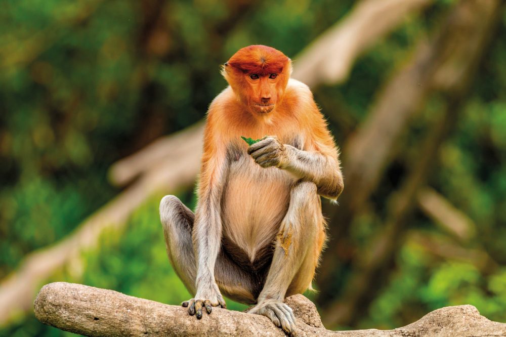 Meiers Weltreisen - Kleine Borneo Rundreise (5 Nächte)