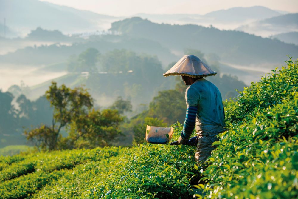 Meiers Weltreisen - Naturerlebnis Cameron Highlands (Superior-Variante, ab/bis Kuala Lumpur)