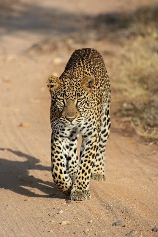 Meiers Weltreisen - Masai Mara Fly-In Safari Premium ab/bis Mombasa