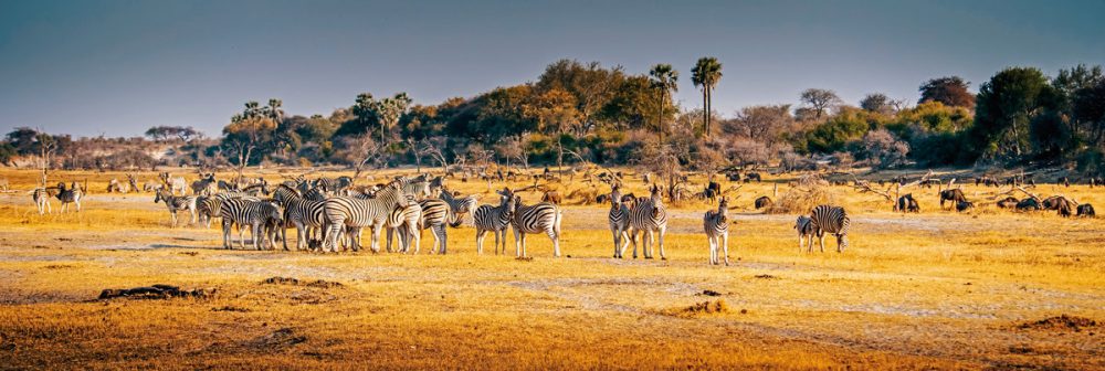 Meiers Weltreisen - Fly&Drive Botswana - Ein Abenteuer für Einsteiger