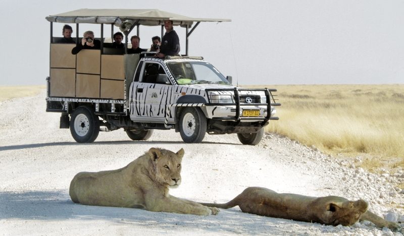 Meiers Weltreisen - Ausflugspaket Etosha Nationalpark Superior