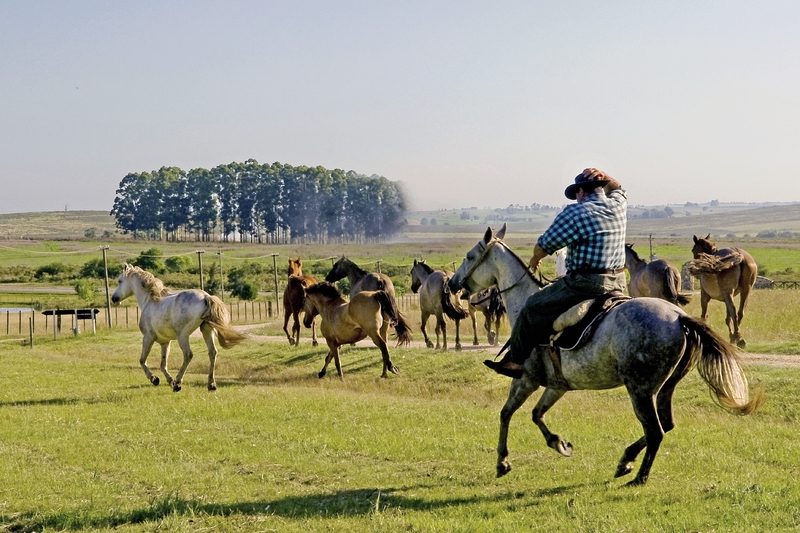 Meiers Weltreisen - Unterwegs im Land der Gauchos