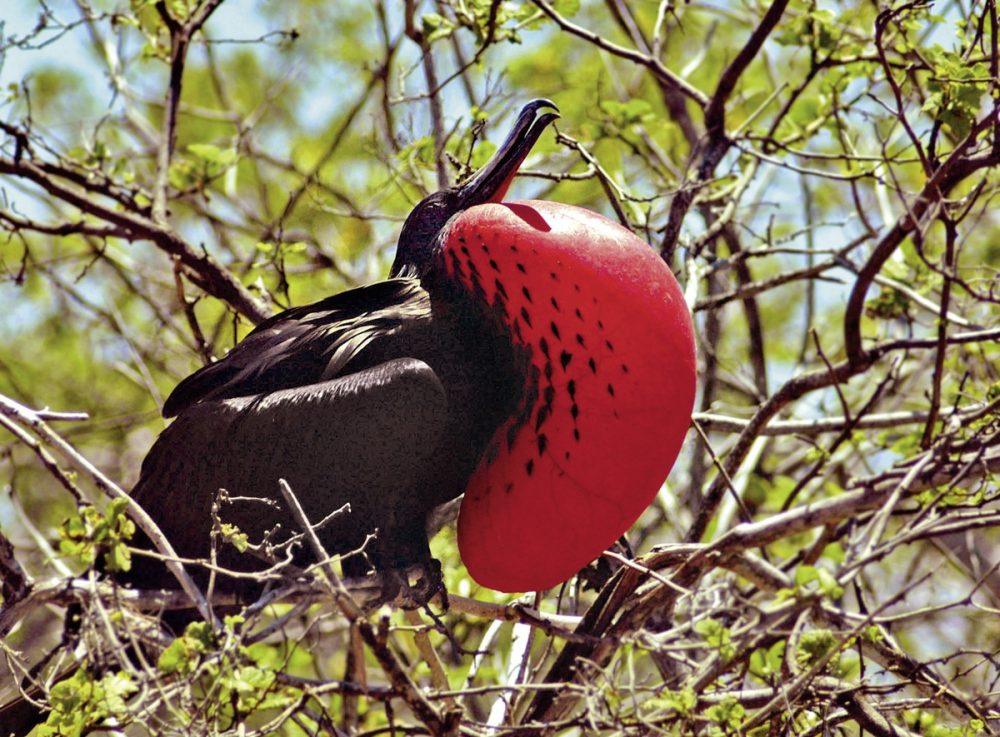 Meiers Weltreisen - Galápagos Island Hopping