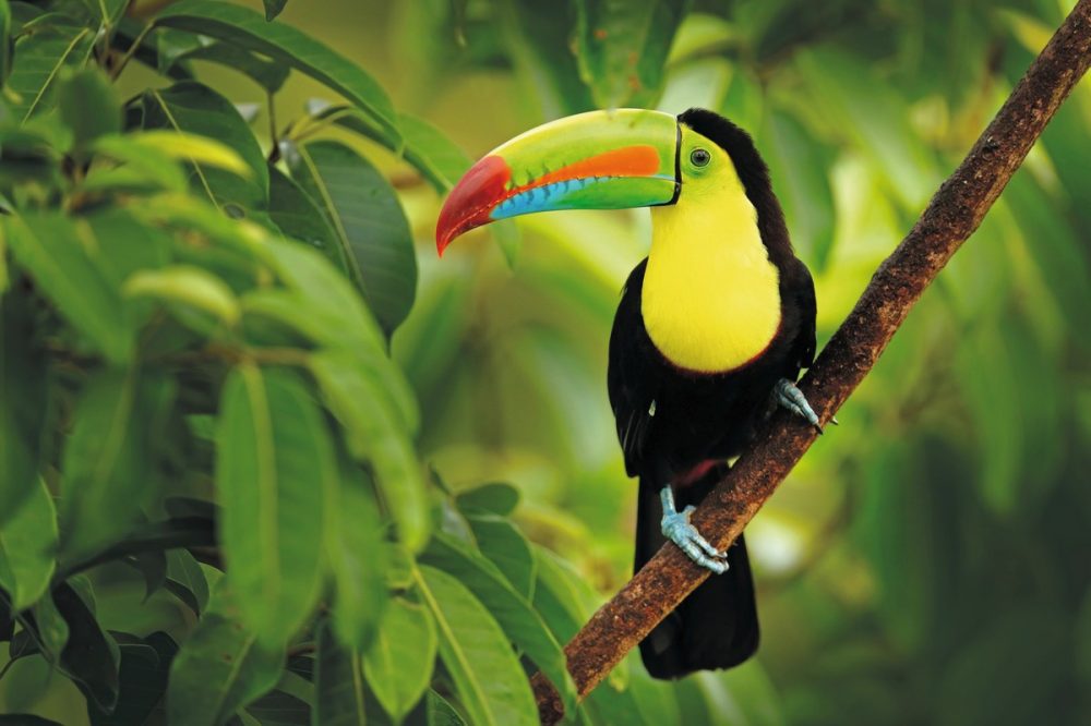 Meiers Weltreisen - Nationalpark Corcovado