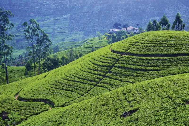 Meiers Weltreisen - Sri Lanka kompakt (Privatreise)