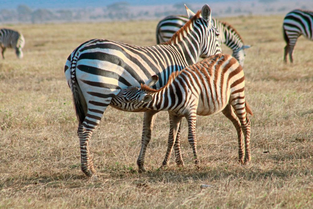 Meiers Weltreisen - Kenia Allround