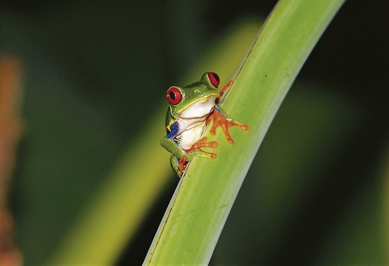 Meiers Weltreisen - Abenteuer zwischen Vulkan und Regenwald (letzte Nacht in San José)