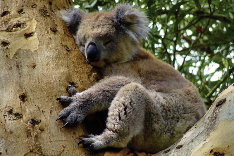 Dertour - Great Ocean Road & Grampians