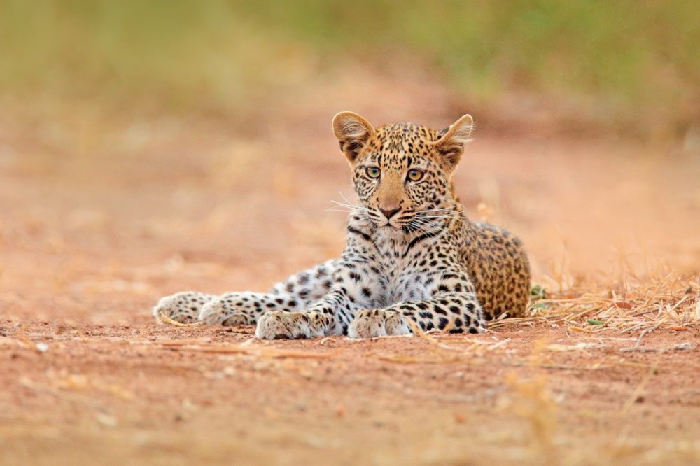 Dertour - Abenteuer Hwange Nationalpark