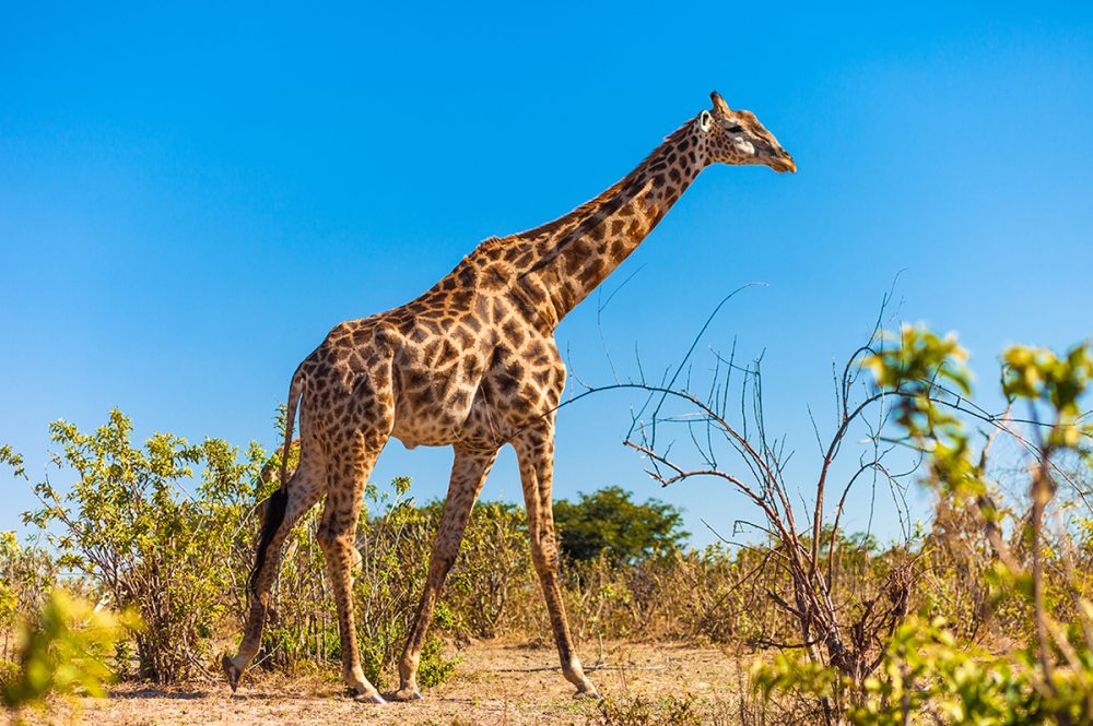 Gebeco - Südliches Afrika - Grenzenloses Naturparadies