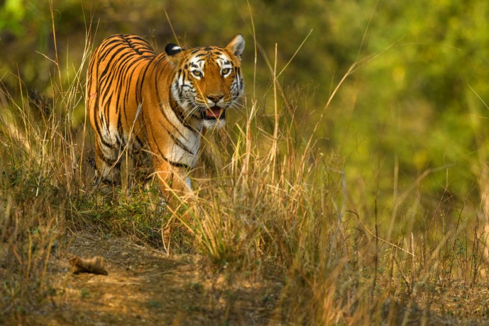 DIAMIR Erlebnisreisen - Indien • Sri Lanka • Malediven - Tiger, Leoparden und Walhaie