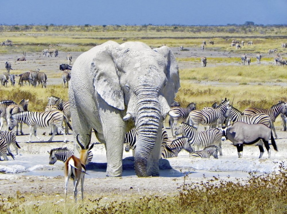 Meiers Weltreisen - Namibia Classic Standard