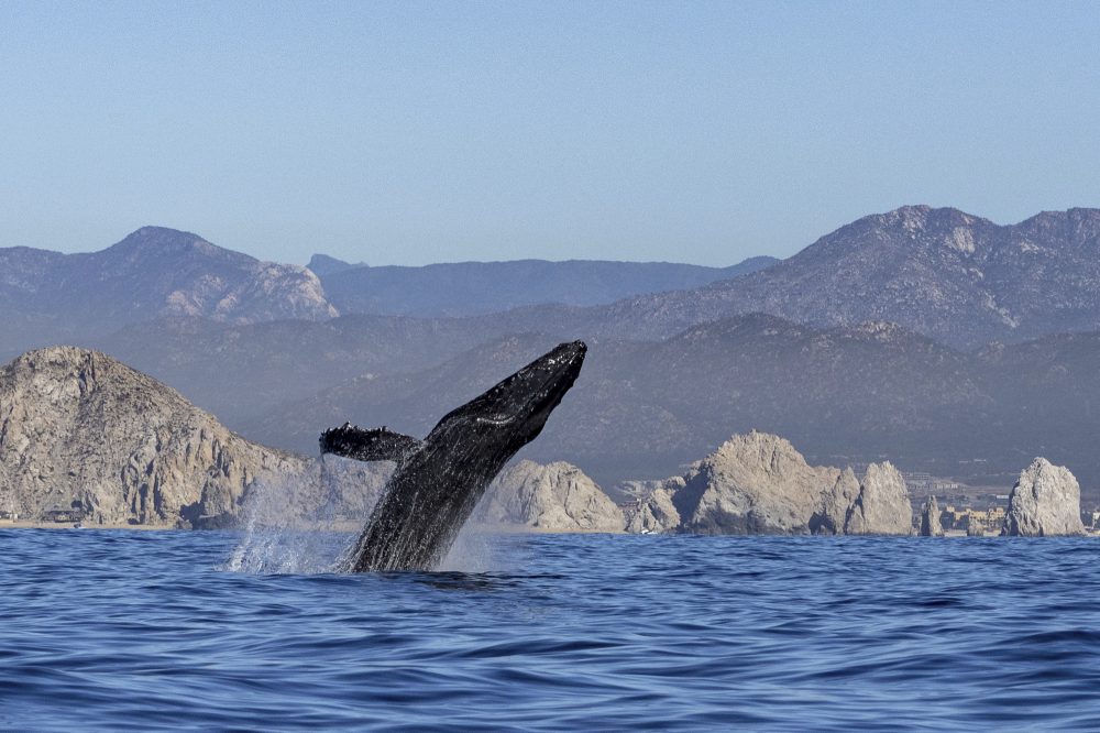 Ikarus Tours - Nord-Mexiko: Baja California