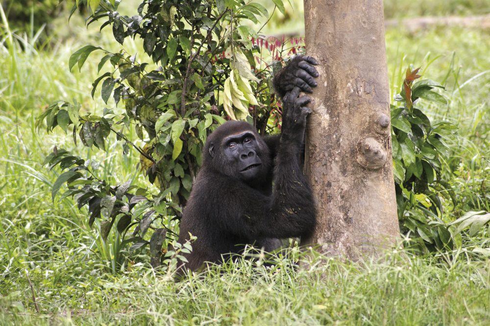 Ikarus Tours - Naturwunder Kameruns: Flachland-Gorillas