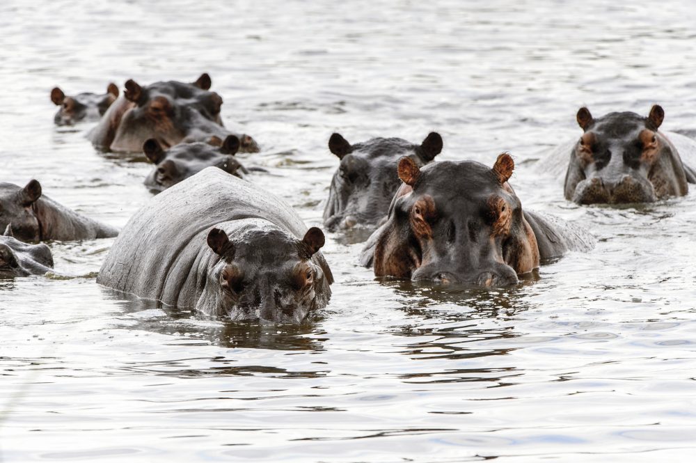 Ikarus Tours - Botswanas Wildparadiese