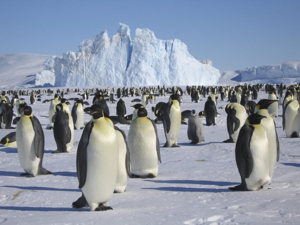 Ikarus Tours - Flugexpedition: Abenteuer Kaiserpinguine