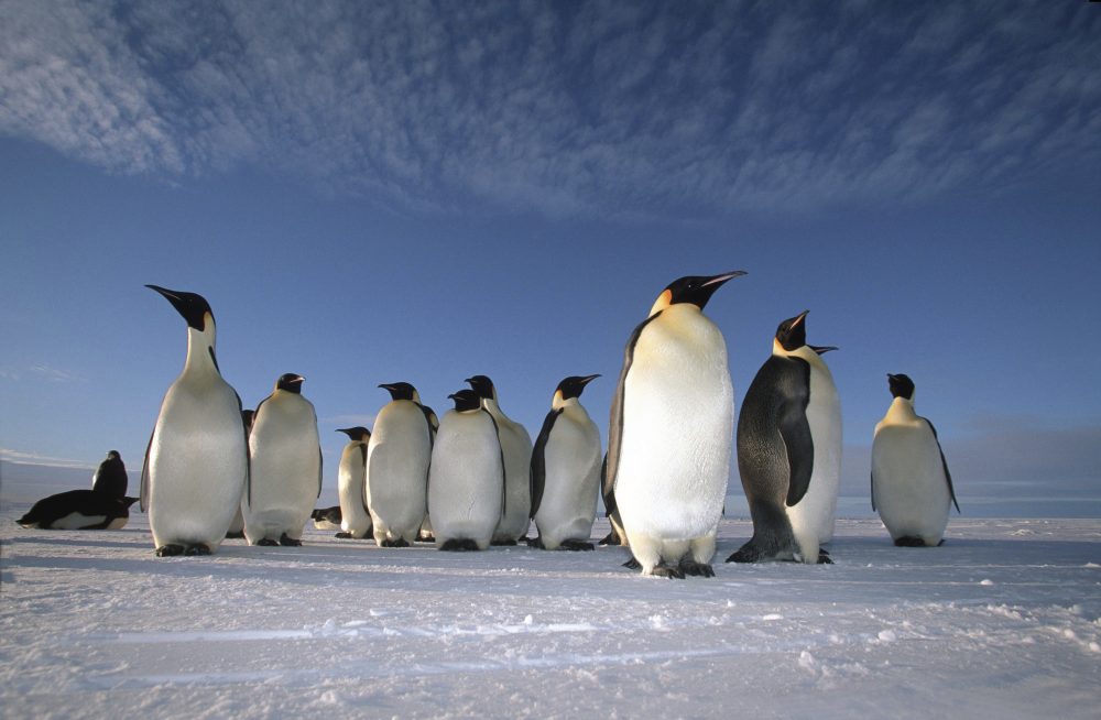 Ikarus Tours - MS ORTELIUS: Kaiserpinguine im Weddell Meer