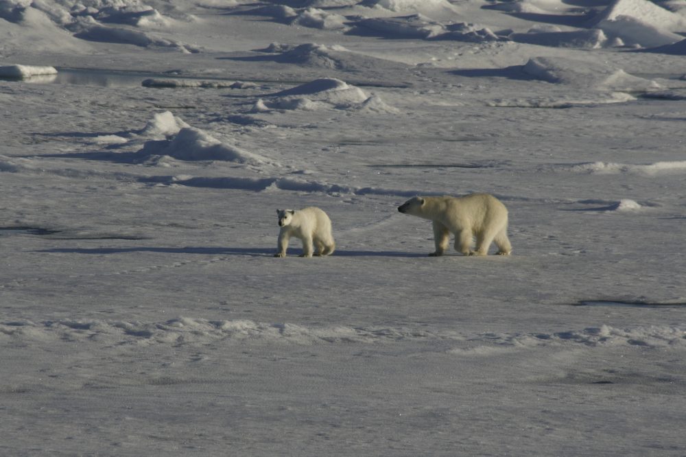 Ikarus Tours - Kanada: Die Wanderung der Eisbären