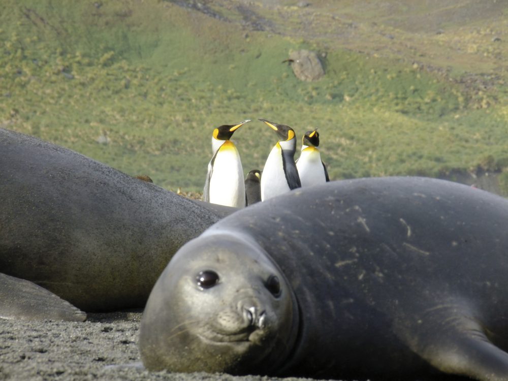 Ikarus Tours - MS SEA SPIRIT - Tierparadies Falkland & Südgeorgien