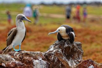Galapagos PRO - Galapagos-Inselhopping intensiv: 13-Tage im Inselparadies inkl. Isabela ab Quito