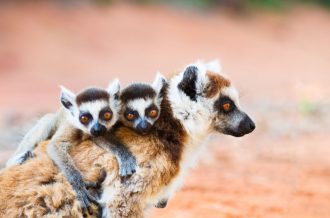 DIAMIR Erlebnisreisen - Madagaskar - Lemurensafari und Chamäleons