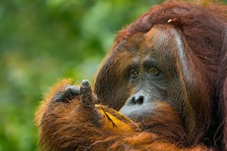 DIAMIR Erlebnisreisen - Malaysia | Borneo - Borneo-Bokeh: Auf Fotosafari in den Wäldern Sarawaks und Sabahs