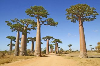 DIAMIR Erlebnisreisen - Madagaskar - Aktiv unterwegs im Land der Baobabs