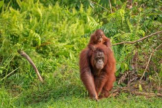 DIAMIR Erlebnisreisen - Malaysia | Borneo - Die Insel der Waldmenschen