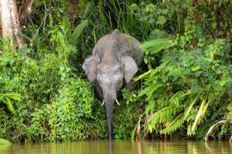 DIAMIR Erlebnisreisen - Malaysia | Borneo - Auf der Spur der letzten Zwergelefanten