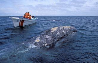 DIAMIR Erlebnisreisen - Mexiko - Walbeobachtung auf der Baja California