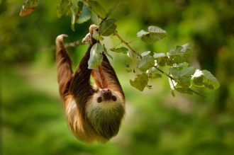 DIAMIR Erlebnisreisen - Costa Rica - Abenteuer im Reich des Göttervogels