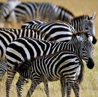 Hauser exkursionen - Tansania - Safari intensiv (Reiseverlängerung)